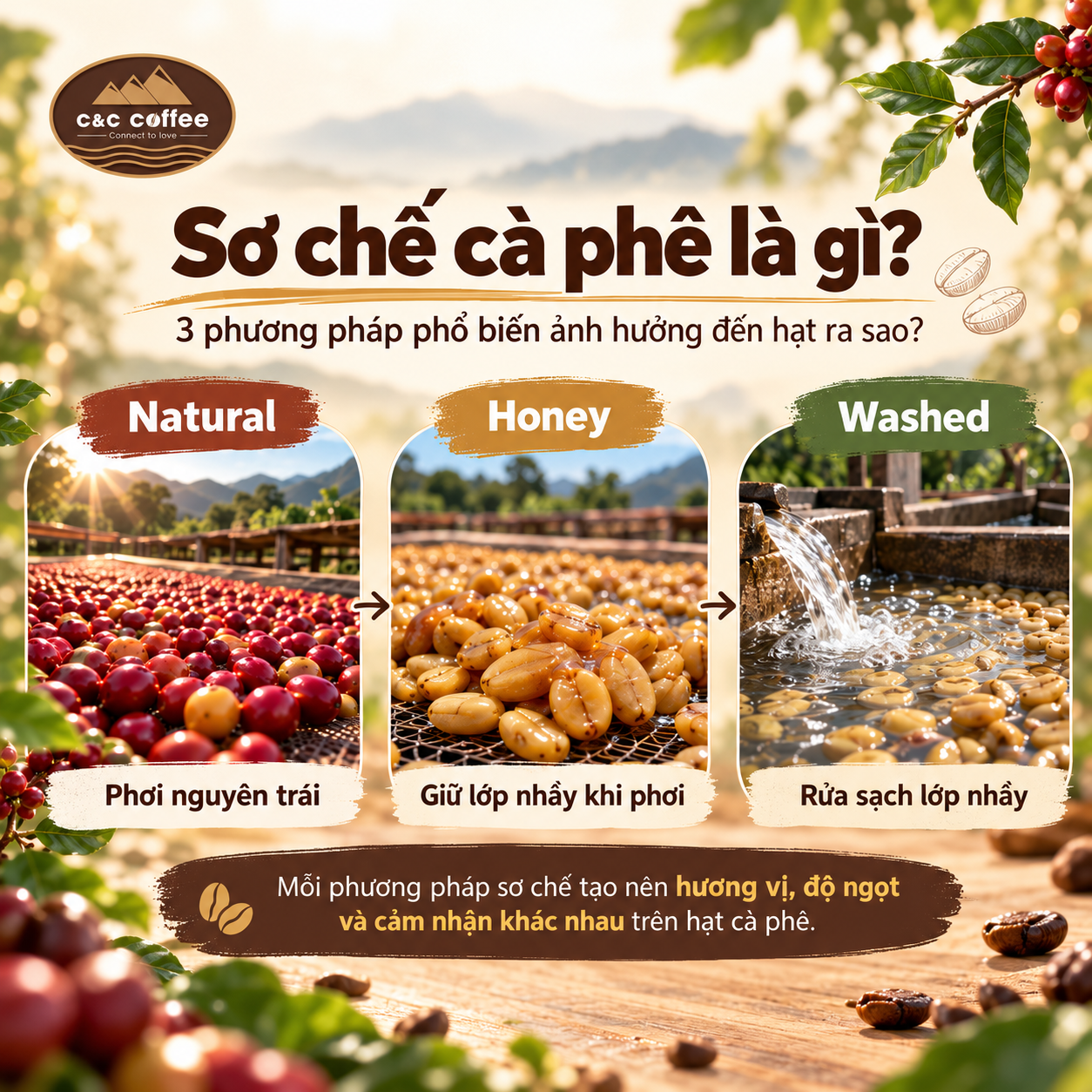 Sơ chế cà phê là gì? Khô, ướt và Honey khác nhau thế nào?